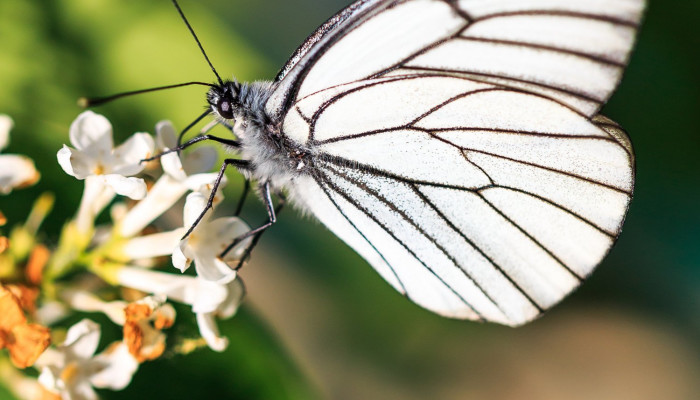 Significado de ver una mariposa blanca